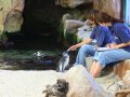 Fütterung der Pinguine im Aquarium in Kapstadt