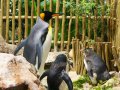 Pinguin im Aquarium in Kapstadt