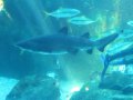 Sandtigerhai im Aquarium in Kapstadt