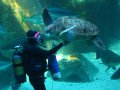 Schildkröte im Aquarium in Kapstadt