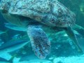 Schildkröte im Aquarium in Kapstadt