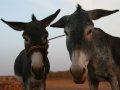 Zwei Esel im Sudan