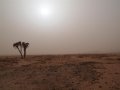 Sandsturm in Wadi Halfa (Sudan)