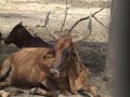 sudanesische Kuh mit langen Hörnern