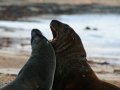 Seelöwen am Cannibal Beach (Neuseeland)