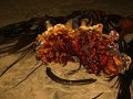 Kelp in der Cathedral Cave (Neuseeland)