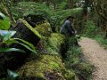 Wald bei Karamea im Kahurangi Nationalpark