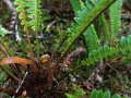 Wald bei Karamea im Kahurangi Nationalpark