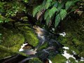 Bach bei Karamea im Kahurangi Nationalpark