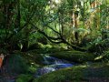 Bach bei Karamea im Kahurangi Nationalpark