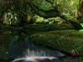 Bach bei Karamea im Kahurangi Nationalpark