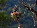 Seevogel im Nest (Neuseeland)