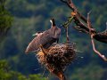 Seevogel im Nest (Neuseeland)