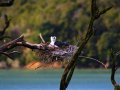 Seevogel im Nest (Neuseeland)