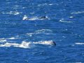 Delfine in der Cook Strait (Neuseeland)