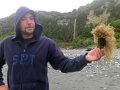 Punk Muschel an der Westküste (Neuseeland)
