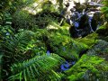 Farne am Milford Sound (Neuseeland)