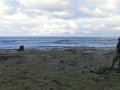 Seelöwen an der Curio Bay