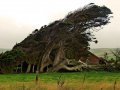 Bäume bei Waikawa