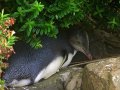 Gelbaugen Pinguin