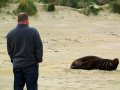 Seelöwen am Cannibal Beach