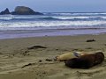 Seelöwen am Cannibal Beach (Neuseeland)