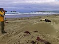 Seelöwen am Cannibal Beach (Neuseeland)