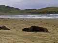 Seelöwen am Cannibal Beach (Neuseeland)