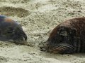 Seelöwen am Cannibal Beach (Neuseeland)