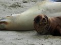 Seelöwen am Cannibal Beach (Neuseeland)