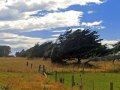 Landschaft auf der Otago Halbinsel (Neuseeland)
