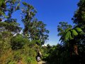 Wald bei Karamea (Neuseeland)