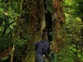 Wald bei Karamea (Neuseeland)