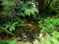 Wald bei Karamea (Neuseeland)