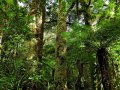 Wald bei Karamea (Neuseeland)