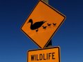 Schild Vorsicht Enten (Neuseeland)