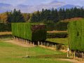 Hecke in Neuseeland