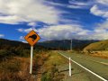 Schild Vorsicht Kiwis (Neuseeland)