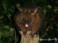 Possum (Neuseeland)