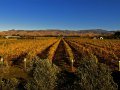 Weinanbau bei Blenheim (Neuseeland)