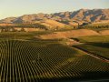 Weinanbau bei Blenheim (Neuseeland)
