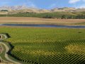 Weinanbau bei Blenheim (Neuseeland)