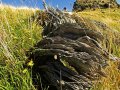 Banks Halbinsel bei Christchurch (Neuseeland)