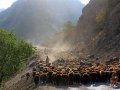 Schafherde auf dem Pamir Highway