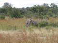 Elefanten in Tansania