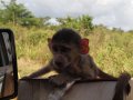 junger Affe in Tansania