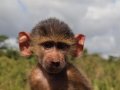 junger Affe in Tansania