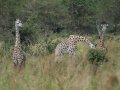 Giraffen in Tansania