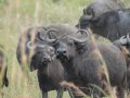Büffel in Tansania