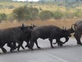 Büffel überqueren die Strasse in Tansania